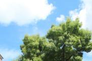 i-tree Eco Inzichtin groene batenvan bomen Stuurinformatie Eigenschappen en