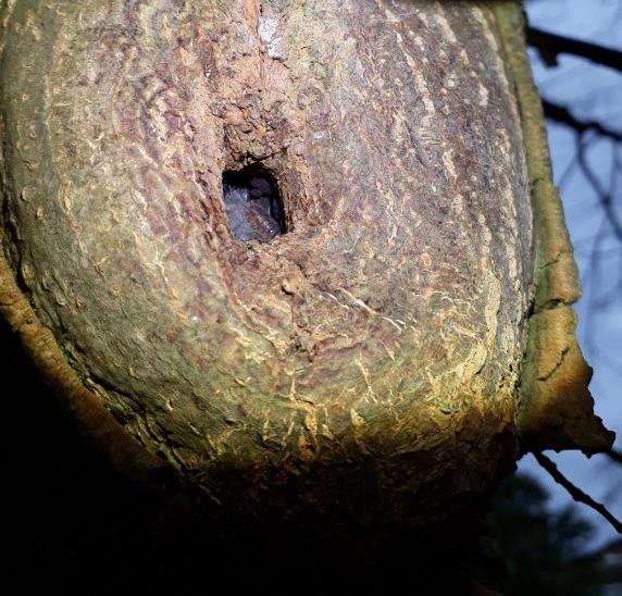 foerageergebied verbinden, bestaan uit lijnvormige structuren, zoals bomenrijen en