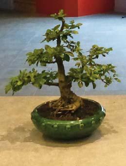 Bonsai van de leden