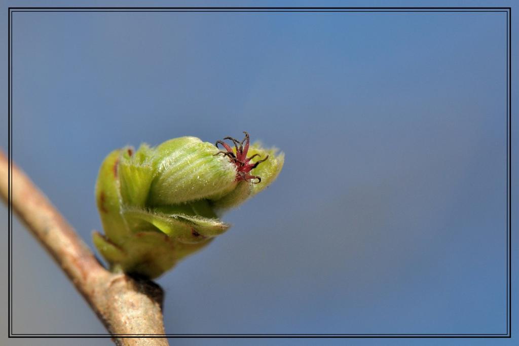 Bij de hazelaar zitten de mannelijke en vrouwelijke bloemen aan de zelfde plant: de plant is eenhuizig.