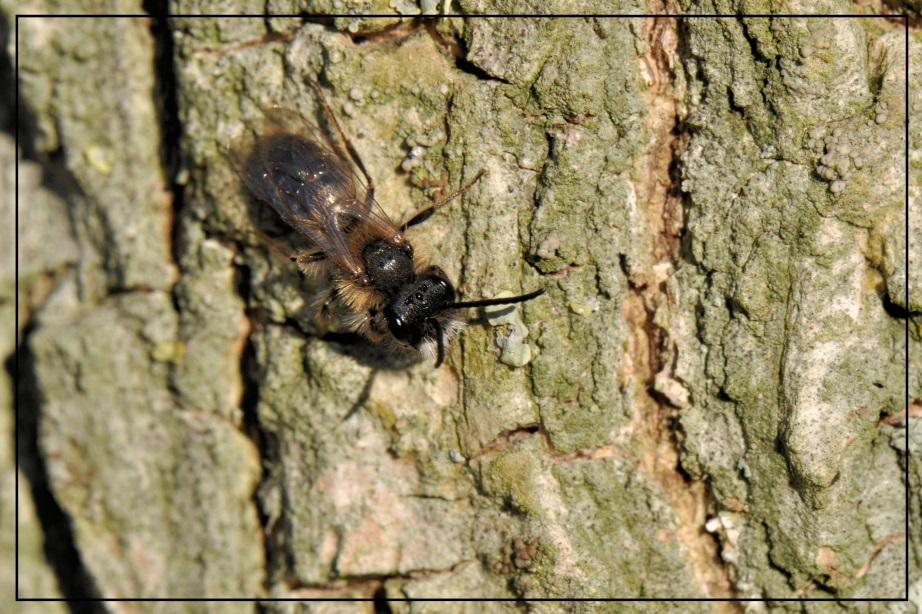 Dit is waarschijnlijk een mannetje rosse metselbij. Dit is de meest algemene van de soorten metselbijen die in Nederland voor komen.