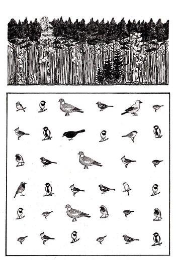 Opdracht: Hoeveel vogelsoorten komen er voor? Tel de aantallen van elke vogelsoort.