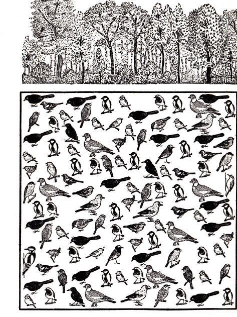 Opdracht: Hoeveel vogelsoorten komen er voor? Tel de aantallen van elke vogelsoort.