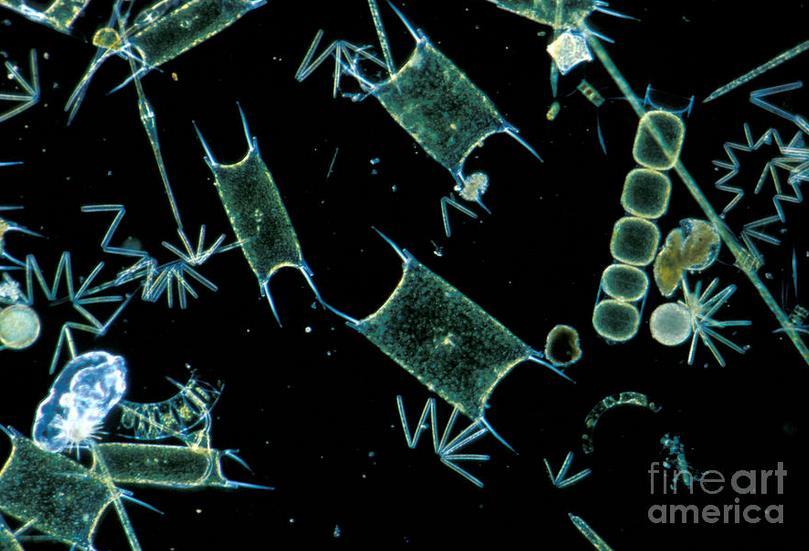 Phytoplankton in