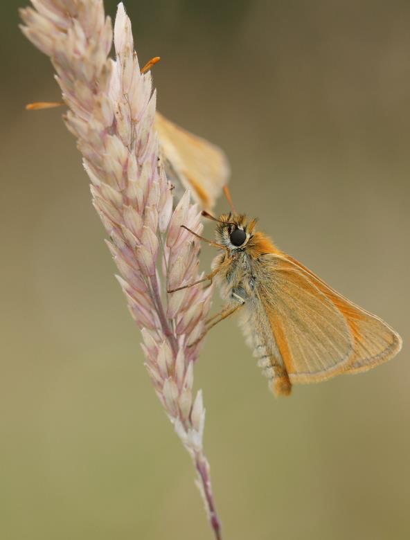 Nu blijken veel foto s van ingevoerde geelsprietdikkopjes uiteindelijk zwartsprietdikkopjes. In figuur 8 wordt de Nederlandse verspreiding van het geelsprietdikkopje na 2010 gegeven.