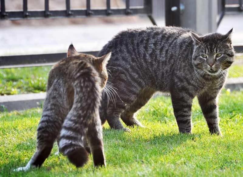 En hij kan besmettelijke ziektes oplopen, zoals kattenziekte.