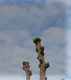 - Het gewas soja (Glycine Wild) wordt toegevoegd aan de lijst met