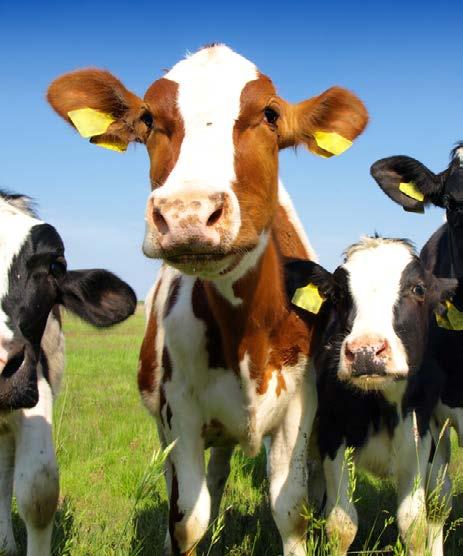 In het fosfaatreductieplan wordt het referentieaantal bij melkproducerende bedrijven vastgesteld op basis van het aantal aanwezige stuks vee op 2 juli 2015 verminderd met 4%.