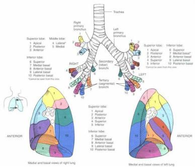 Oncologie