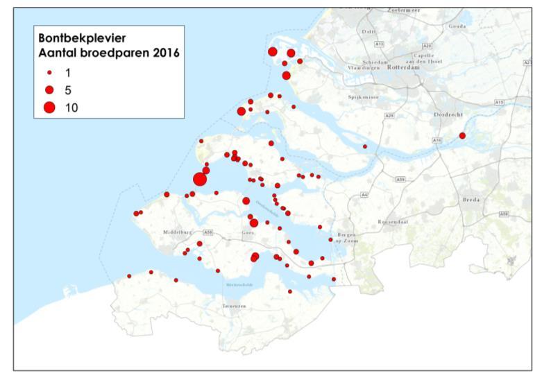 Bontbekplevier De deltapopulatie van de bontbekplevier (max 305 in 1984) nam in het begin van de jaren negentig sterk af.