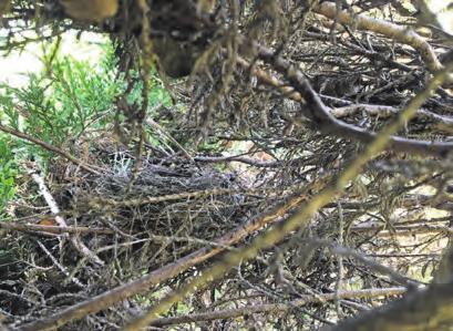 De Vierklank 15 15 mei 2019 Leeg nest Een leeg nest is vrij actueel omdat de familie koolmees momenteel bedreigd wordt door de bestrijdingsmiddelen die mensen spuiten op de buxussen om de buxusziekte