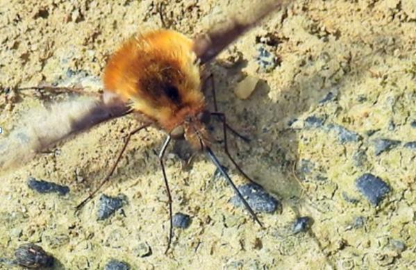 = Eikenstuitergal Doorgesneden knoppergal De eerste veldtocht vond plaats op 14 april naar de