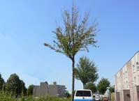 basis (B) laag (C) bomen groen - Gevaarlijke situaties kunnen voorkomen - Schades hebben weinig invloed op de levensduur van de boom - Schades leiden niet of nauwelijks tot ingrijpende maatregelen -