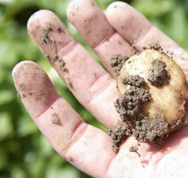 Akkerrandenbeheer. Wanneer je de graano ogst binnenhaalt, oogst dan niet tot aan de rand van de akker en raap wat blijft liggen niet bijeen.