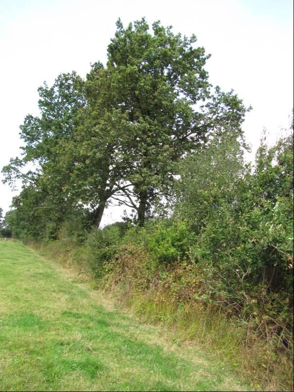 Huizen op straathoeken Veel aandacht moet worden gegeven aan de vormgeving van huizen op straathoeken.