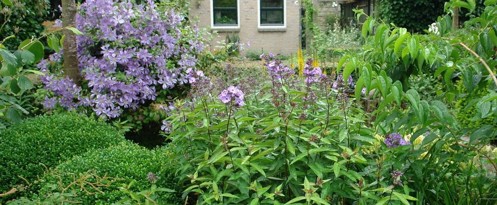 Onderhoud Bloeiseizoen verlengen: Door het (gedeeltelijk) snoeien van vaste planten in het