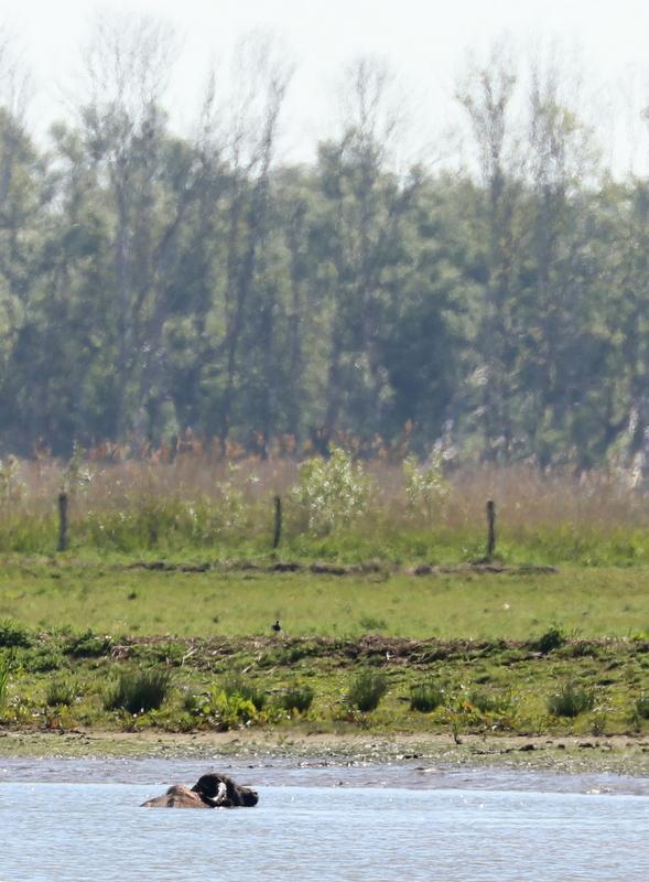 Waterbuffel Brabantse Biesbosch Werkendam.