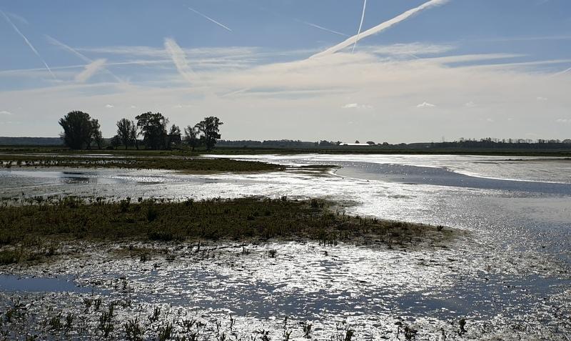 Langs de Bandijk zagen we een steenuil