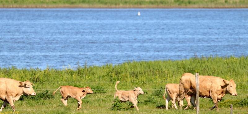 In de Brabantse Biesbosch worden diverse grote grazers ingezet om het gebied te begrazen waaronder