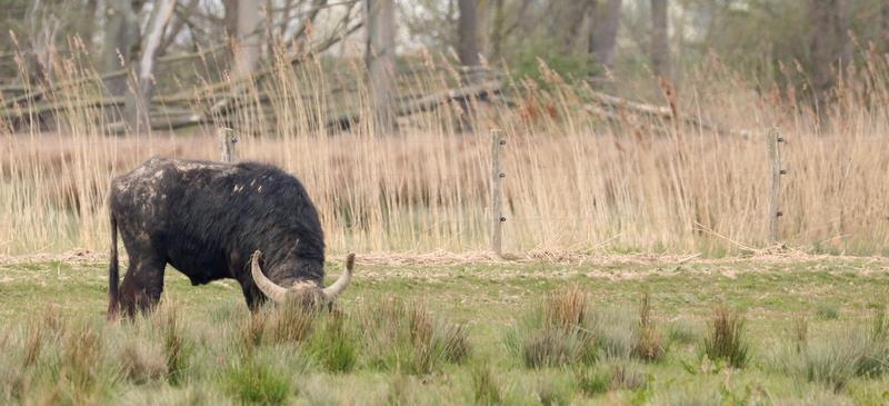 We zagen enkele malen een Lepelaar, een fraaie vogelsoort die helemaal ten