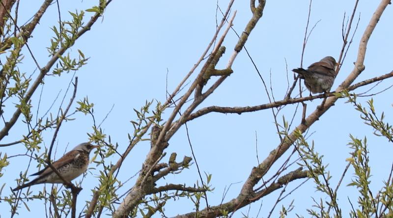 In een boomtop zaten nog een vijftal Kramsvogels, een soort die de winter in Nederland doorbrengt en nu onderweg is naar zijn broedgebied in het hoge