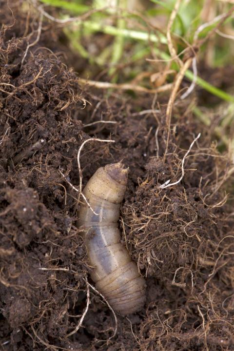 6.3. Effecten op bodemfauna De gemiddelde aantallen wormen in de monsters varieerden in de loop der tijd van 2,2 tot 8,4, de aantallen emelten van ca. 2,2 tot 5,2.