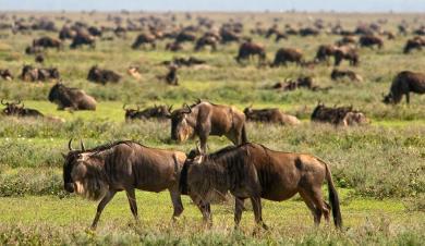 een vroeg ontbijt brengen we u naar Namanga, het grenspunt tussen Kenia en Tanzania.