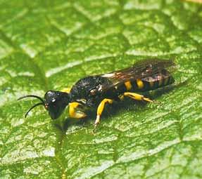 de wespen en mieren van nederland Figuur De kameelhalswesp Lestica clypeata, mannetje. mm, vrouwtje - mm.