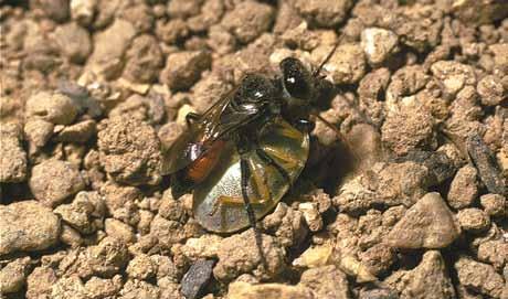 hoofdstuk de soorten Argogorytes fargeii uiterst zeldzaam sterk bedreigd Stelt weinig eisen aan de omgeving. Leeft zowel in droge als vochtige biotopen, met een voorkeur voor bosranden en bosschages.