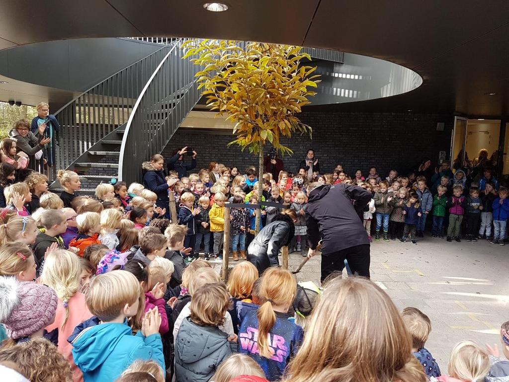 Tamme kastanje Vanochtend heeft de architect, de heer Gerrit van Es, in het bijzijn van de leerlingen een tamme kastanjeboom geplant bij de voordeur. Hij werd hierbij geholpen door 2 leerlingen.