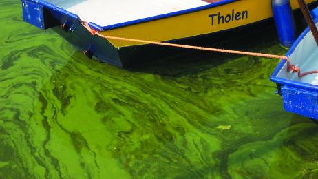 Van alle blauwalgsoorten in het Volkerak-Zoommeer zijn stammen bekend die giftige stoffen produceren.