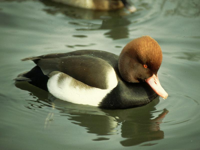 Sturende factoren biota: Vogels Macrofauna (indirect