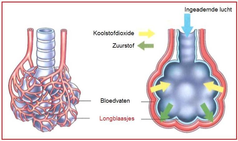 Longfibrose Longfibrose is een ernstige en zeldzame ziekte Valt onder de interstitiële longziekten Interstitium is de ruimte tussen