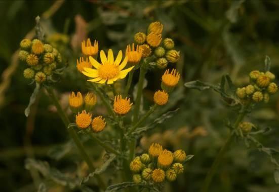 5 Effecten plan/activiteiten op Flora en Fauna Dit hoofdstuk gaat in op de vraag of er beschermde soorten voorkomen in of om het plangebied.