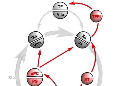 Tissue Factor Pathway Inhibitor Proteine C Proteine S Anti trombine Thrombomoduline Erfelijke trombofilie Overactiviteit stollingsfactoren Factor V