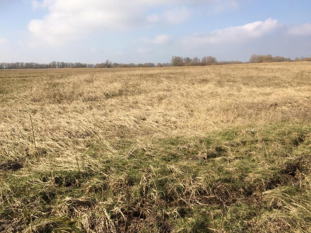 Aan de rand wilgen en riet, met gras in