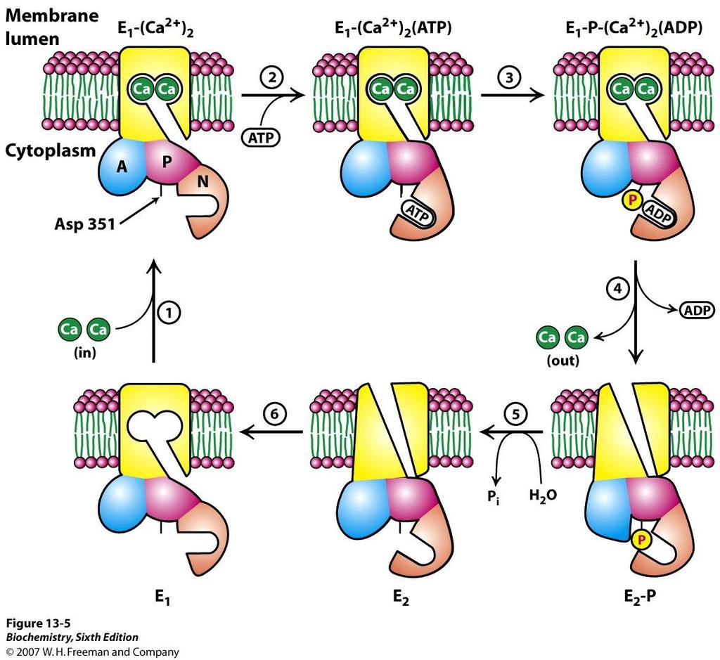 3 Membranen en hun eiwitten (~20 minuten; 20 punten) a. P-type ATPasen zijn belangrijke eiwitten welke ionen tegen de concentratiegradiënt in over een membraan kunnen pompen.