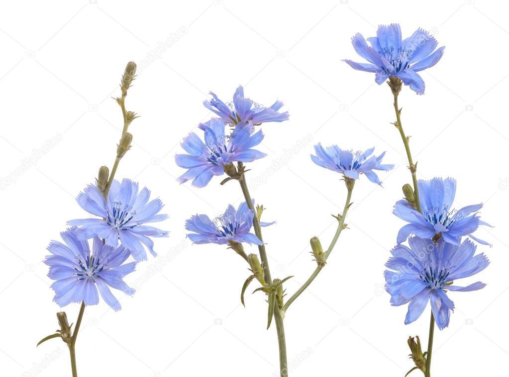 Cichorei - Cichorium endivia & C. intybus Alle andijvie variëteiten produceren aan het eind van de zomer hoge stelen met opvallende, hemelsblauwe bloemen.