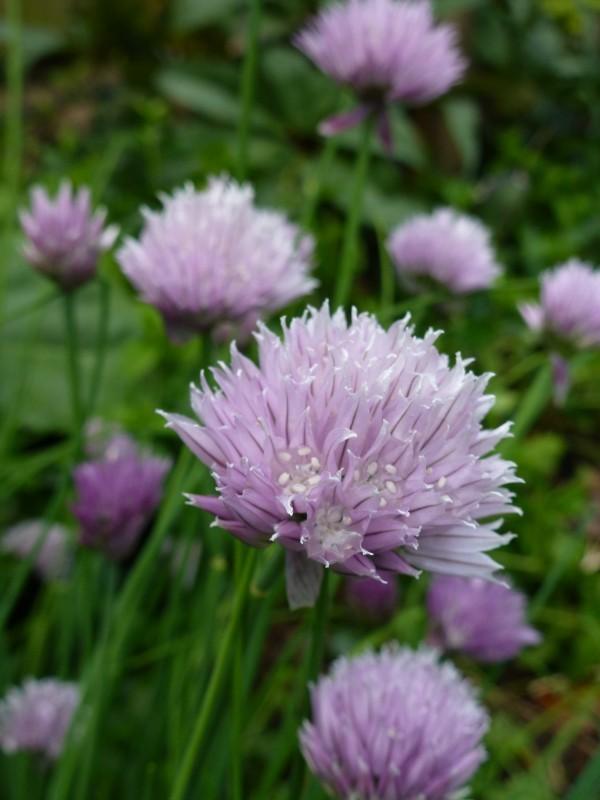 Bieslook Allium schoenoprasum De bloemen van bieslook zijn bal achtige clusters van honderden kleine roosjes die kunnen