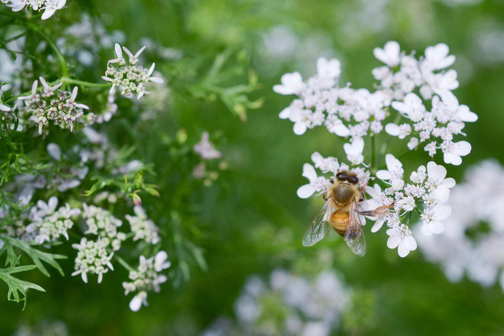 Coriander Cilantro Coriandrum sativum dit bladerig kruid is bekend als Koriander.