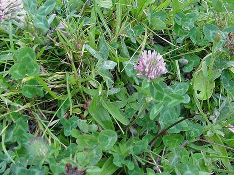 Klaver Trifolium spp. De Bloemen van de klaver zijn eetbaar en hebben een zoete, milde drop smaak.