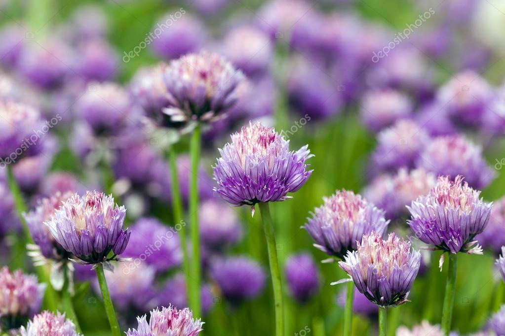 Knoflook Allium sativum Toegelaten om uit te schieten als bloem dan zijn knoflookbloemen roze tot wit, met roosjes die kunnen worden gescheiden en ingevoegd in salades voor een milde knoflooking.