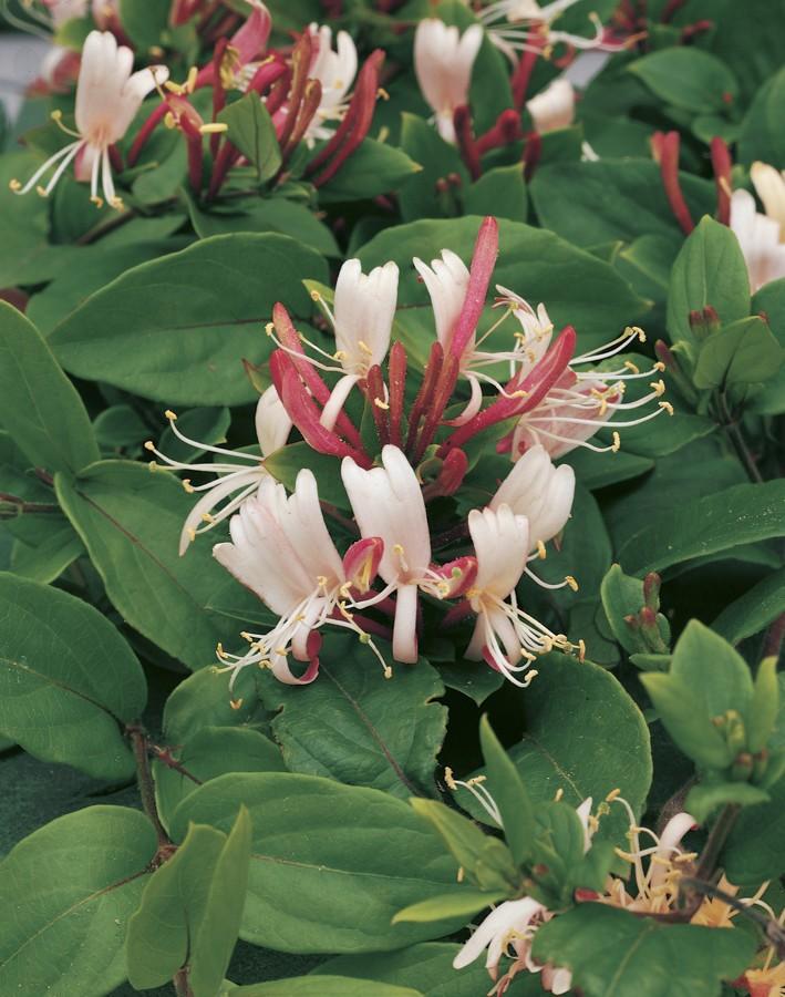 kamperfoelie Lonicera japonica De lange bloemen van verschillende soorten kamperfoelie zijn eetbaar, maar Japanse kamperfoelie is het