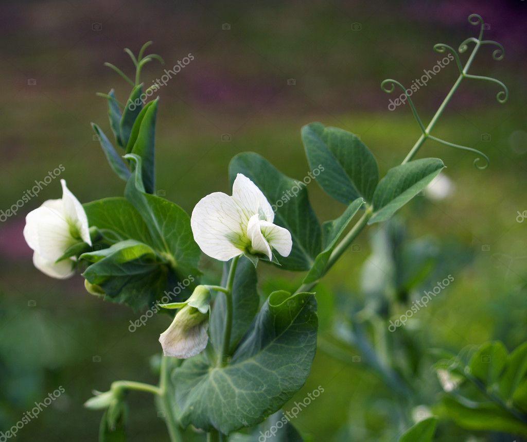 Erwt Pisum sativum Eetbare tuinerwten Erwten produceren eetbare bloemen die er geweldig uitzien in salades.