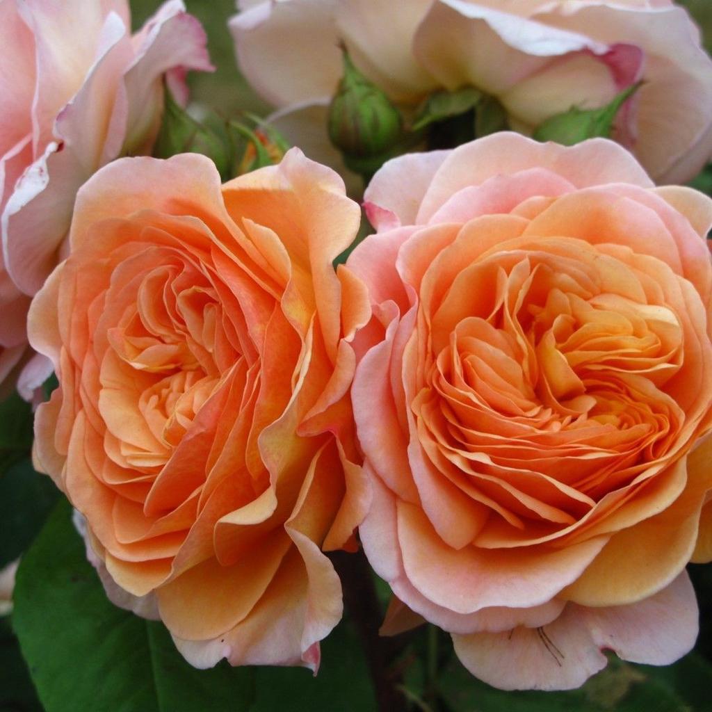 Roos Rosa spp. Een andere verrassend eetbare tuinbloem is de roos.