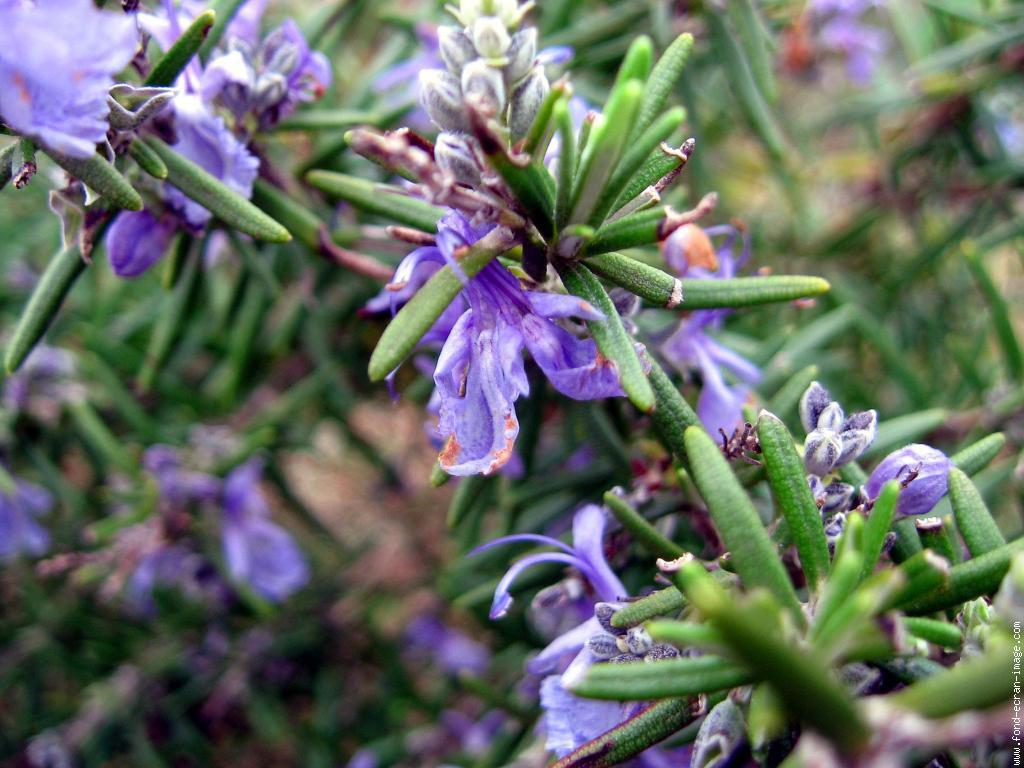 Rozemarijn Rosmarinus officinalis Het neemt wendbare vingers om de sterk geurende bloemen van rozemarijn te plukken tussen de dicht opeengepakte bladeren.