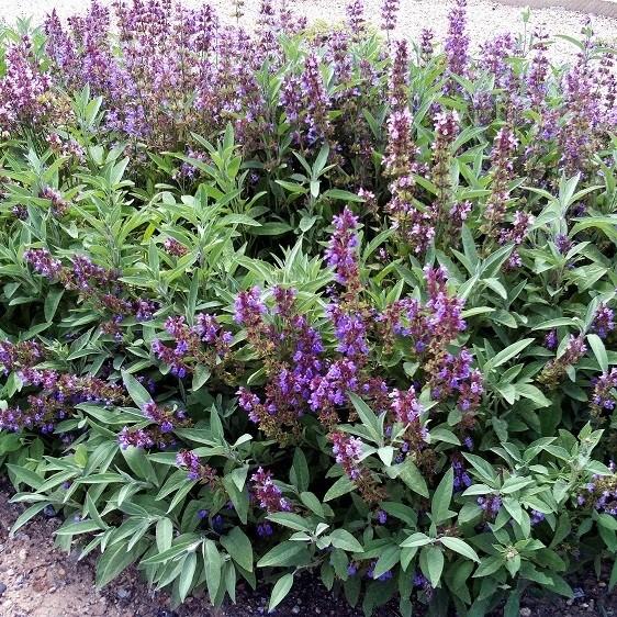 Salie Salvia officianalis De diepblauwe bloemen van salie voegt een interessante milde smaak toe aan salades of