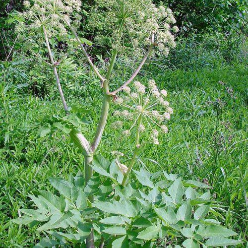 Angelica Angelica archangelica Engel wortel Engelwortel heeft een verfrissende, zeer aromatische en zoete smaak.