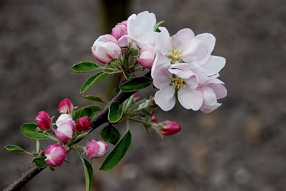 Appel bloesem malus spp. Appel bloesems hebben een aantrekkelijke delicate smaak en geur.