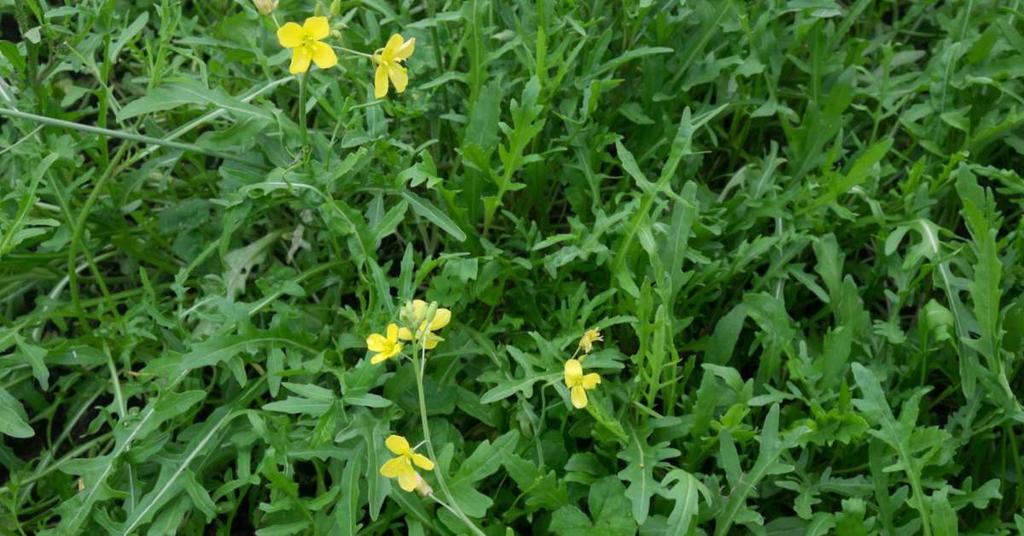 Rucola Eruca vesicaria Eens deze sla soort begint te verhouten en zijn bladeren taai zijn geworden en bijna te pittig om te eten.